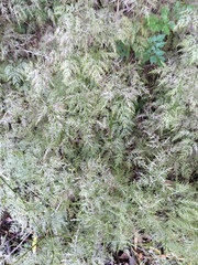 Trepocarpus aethusae