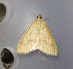 Helvibotys helvialis