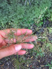 Trepocarpus aethusae