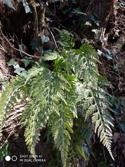 Asplenium adiantum-nigrum