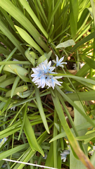 Puschkinia scilloides