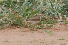 Anthus
