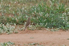 Anthus