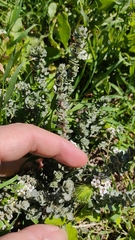 Atriplex glauca