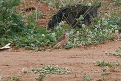Anthus