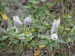 Veronica macrocarpa