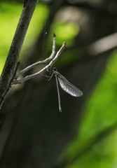 Atrocalopteryx atrata