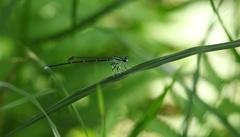 Pseudocopera annulata