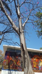 Pseudobombax ellipticum