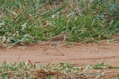 Anthus