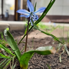 Scilla siberica