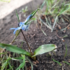 Scilla siberica