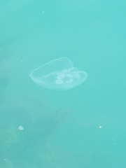 Aurelia aurita