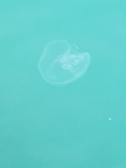 Aurelia aurita