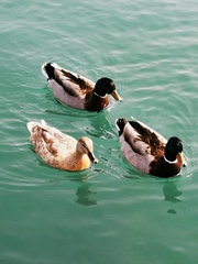 Anas platyrhynchos
