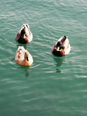 Anas platyrhynchos