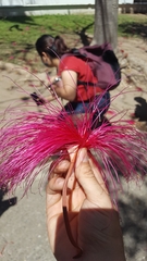 Pseudobombax ellipticum