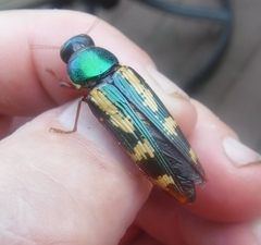 Buprestis rufipes