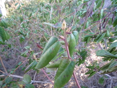 Rhododendron amesiae