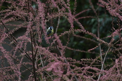 Cyanistes caeruleus
