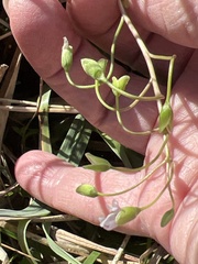 Claytonia virginica
