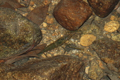 Macrobrachium laevis