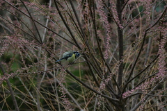 Cyanistes caeruleus
