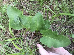 Silphium compositum compositum