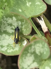 Evacanthus interruptus