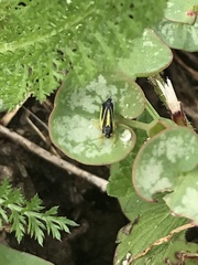 Evacanthus interruptus