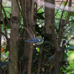 Parus major