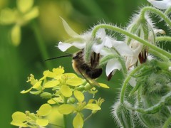 Eucera