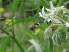 Anthophora