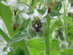 Anthophora