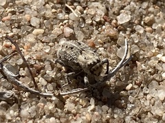 Thecesternus affinis