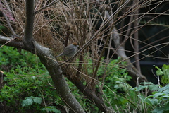 Sylvia atricapilla