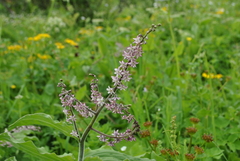 Maianthemum atropurpureum