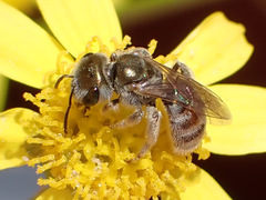 Halictus concinnus