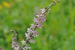 Maianthemum atropurpureum
