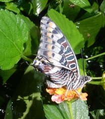 Charaxes brutus
