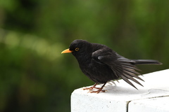 Turdus merula