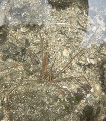 Stenorhynchus debilis