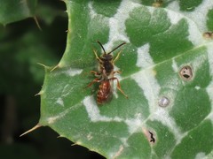 Nomada