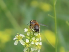 Anthophila