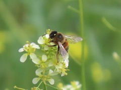 Anthophila
