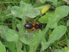 Andrena
