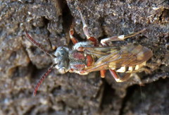 Nomada crotchii