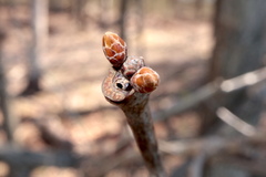 Neuroterus escharensis