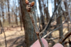 Neuroterus escharensis