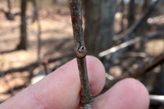 Neuroterus escharensis